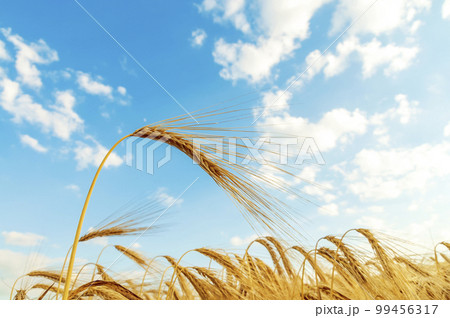 A field of golden color with ripe wheat and blue sky with clouds over it. Field of Southern Ukraine with a harvest. Ukrainian agriculture landscape. A field of golden color with ripe wheat and blue sky with clouds over it. Field of Southern Ukraine with a harvest. Ukrainian agriculture landscape. 99456317