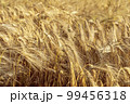 A field of golden color with ripe wheat. Field of Southern Ukraine with a harvest. Ukrainian agriculture landscape. 99456318