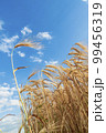 A field of golden color with ripe wheat and blue sky with clouds over it. Field of Southern Ukraine with a harvest. Ukrainian agriculture landscape. 99456319