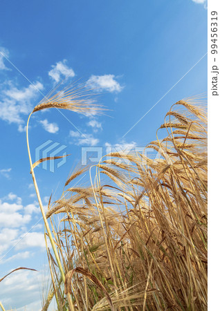 A field of golden color with ripe wheat and blue sky with clouds over it. Field of Southern Ukraine with a harvest. Ukrainian agriculture landscape. A field of golden color with ripe wheat and blue sky with clouds over it. Field of Southern Ukraine with a harvest. Ukrainian agriculture landscape. 99456319