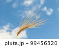 A field of golden color with ripe wheat and blue sky with clouds over it. Field of Southern Ukraine with a harvest. Ukrainian agriculture landscape. 99456320