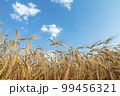 A field of golden color with ripe wheat and blue sky with clouds over it. Field of Southern Ukraine with a harvest. Ukrainian agriculture landscape. 99456321