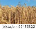 A field of golden color with ripe wheat and blue sky with clouds over it. Field of Southern Ukraine with a harvest. Ukrainian agriculture landscape. 99456322