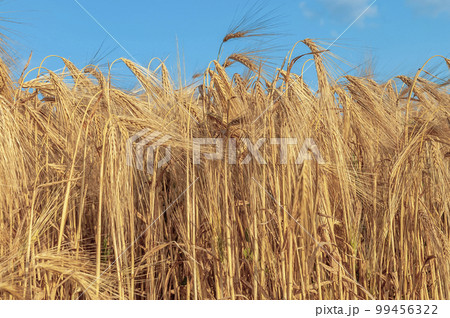 A field of golden color with ripe wheat and blue sky with clouds over it. Field of Southern Ukraine with a harvest. Ukrainian agriculture landscape. A field of golden color with ripe wheat and blue sky with clouds over it. Field of Southern Ukraine with a harvest. Ukrainian agriculture landscape. 99456322
