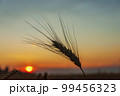 Golden harvest under blue cloudy sky on sunset. Soft focus. Ukrainian agriculture landscape. 99456323