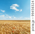 Agriculture golden color field and blue sky with clouds. Ukrainian agriculture landscape. 99456324
