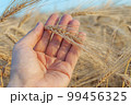 Gold harvest in farmers hand. Ukrainian agriculture landscape. 99456325
