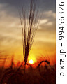 Golden harvest under dark sky on sunset. Soft focus. Ukrainian agriculture landscape. 99456326