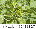 Young green sunflower on the spring field closeup. Ukrainian agriculture landscape. 99456327