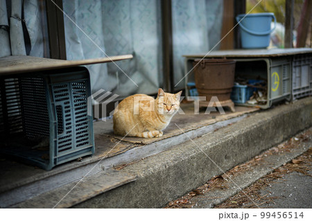 趣ある建物に佇むミケ猫 99456514