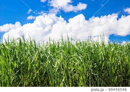 夏のさとうきび 99456546