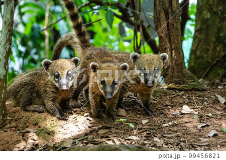 South American Coati, Ring-tailed Coati, Nasua nasua at Iguazu Falls, Puerto Iguazu, Argentina 99456821