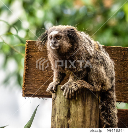 The black-tufted marmoset, Callithrix penicillata is a typical monkey from central Brazil. 99456844