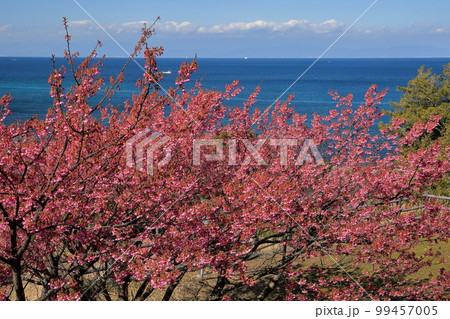 静岡県伊豆市八木沢 天神社裏山から土肥桜越しの駿河湾の景色 静岡県伊豆市八木沢 天神社裏山から土肥桜越しの駿河湾の景色 99457005