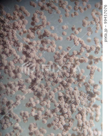 胞子が沢山並んだ黒コウジカビ 99457076