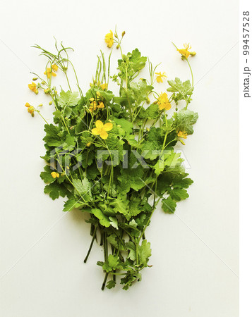 Celandines plant on white 99457528