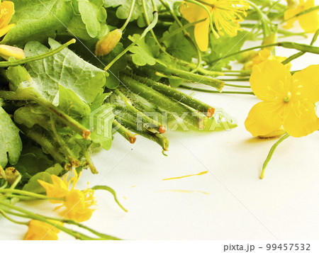 Celandines plant on white 99457532