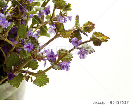 Wild dog mint Wild dog mint 99457537