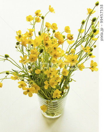 Wild buttercup flowers Wild buttercup flowers 99457538