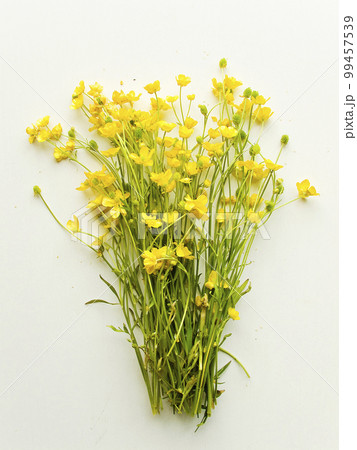 Wild buttercup flowers Wild buttercup flowers 99457539