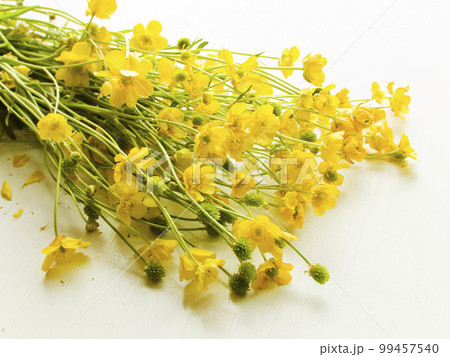 Wild buttercup flowers Wild buttercup flowers 99457540