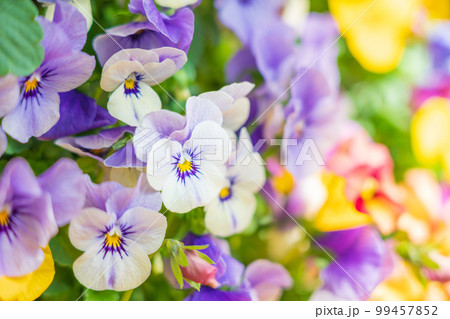 パンジー・春の彩り イメージ 99457852