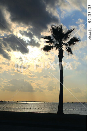 千葉フォルニア 千葉フォルニア 99458458