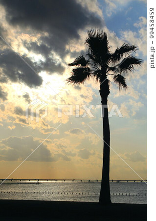 千葉フォルニア 99458459