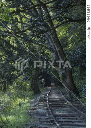 旧国鉄倉吉線廃線跡の竹林の風景 鳥取県 旧国鉄倉吉線廃線跡 旧国鉄倉吉線廃線跡の竹林の風景 鳥取県 旧国鉄倉吉線廃線跡 99458645