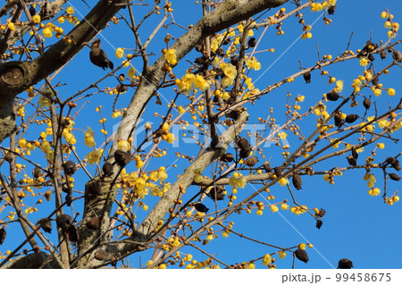 宝登山 ロウバイ園 宝登山 ロウバイ園 99458675
