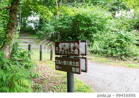 長野県　小海町　夏　松原湖　湖畔遊歩道 99458898