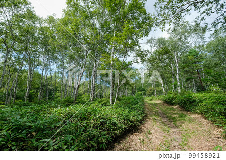 長野県　佐久穂町　夏　白樺群生地 99458921