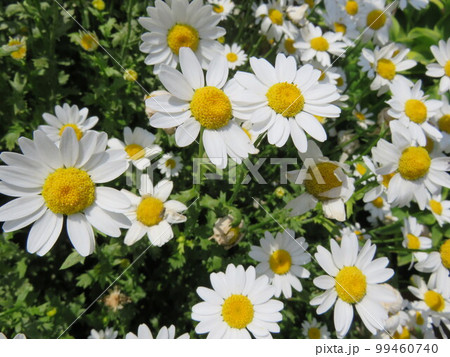 白いデイジーの花 白いデイジーの花 99460740