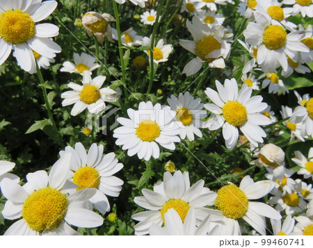 白いデイジーの花 白いデイジーの花 99460741