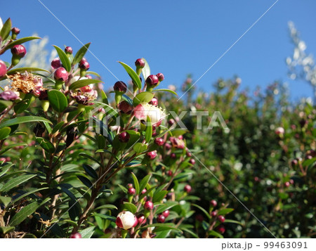 ギンバイカの花 99463091