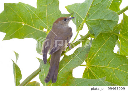 bird on a maple (Black-cap) 99463909