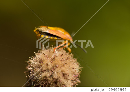 flower bug on a fluffy plant flower bug on a fluffy plant 99463945