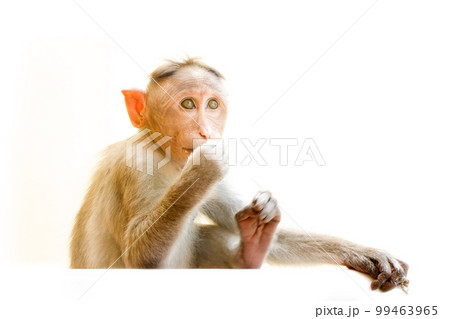 Indian macaques, bonnet macaques, or (lat. Macaca radiata). Indian macaques, bonnet macaques, or (lat. Macaca radiata). 99463965