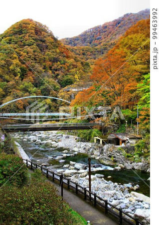 錦秋の川治温泉郷… 温泉宿の窓から眺める男鹿川 錦秋の川治温泉郷… 温泉宿の窓から眺める男鹿川 99463992