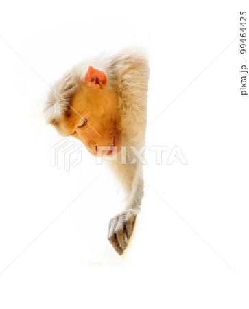 What is down there. Curious monkey What is down there. Curious monkey 99464425