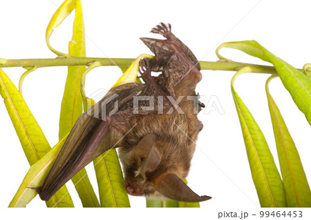 long-eared bat  on branch 99464453