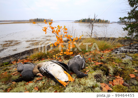 Trophies Northern hunting geese 99464455