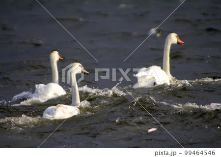 swans flight 99464546
