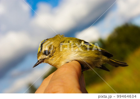 Regulus ( Goldcrest) Regulus ( Goldcrest) 99464634