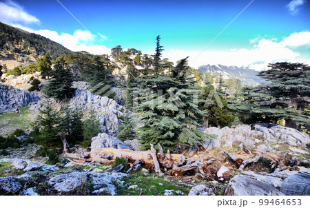 soothing mountain summer wonderful view soothing mountain summer wonderful view 99464653