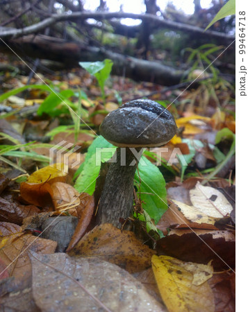 birch boletus mushroom in autumn forest eco clean birch boletus mushroom in autumn forest eco clean 99464718