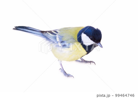 titmouse bird isolated on white 99464746