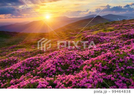 Fields of flowers in the mountains 99464838