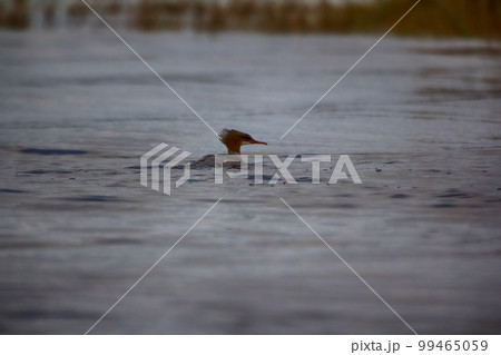 Common merganser during autumn migration. Common merganser during autumn migration. 99465059