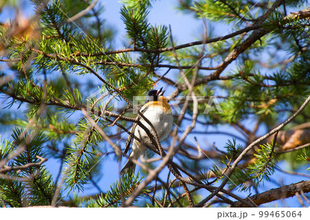 Spring is coming. Brambling sings on pine branch Spring is coming. Brambling sings on pine branch 99465064
